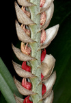 Bulbophyllum tetragonum