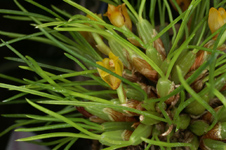 Maxillaria vitelliniflora