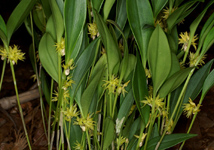 Pleurothallis ruscifolia