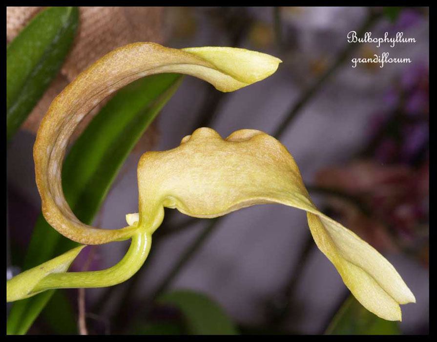 Bulbophyllum-grandiflorum