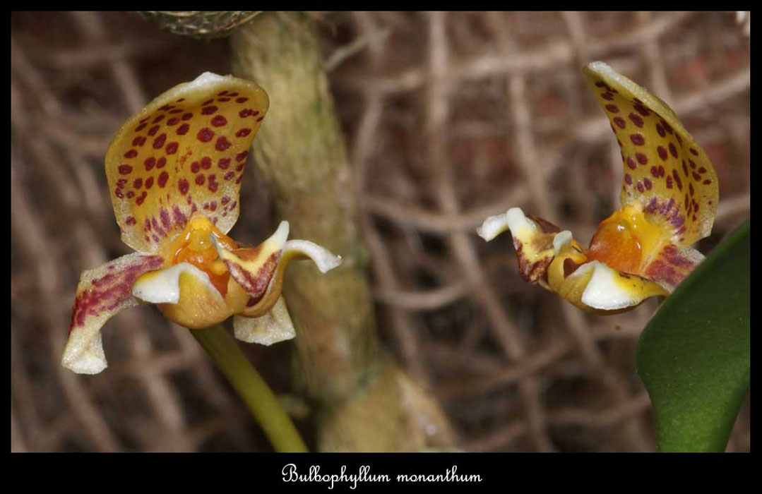 Bulbophyllum-monanthum