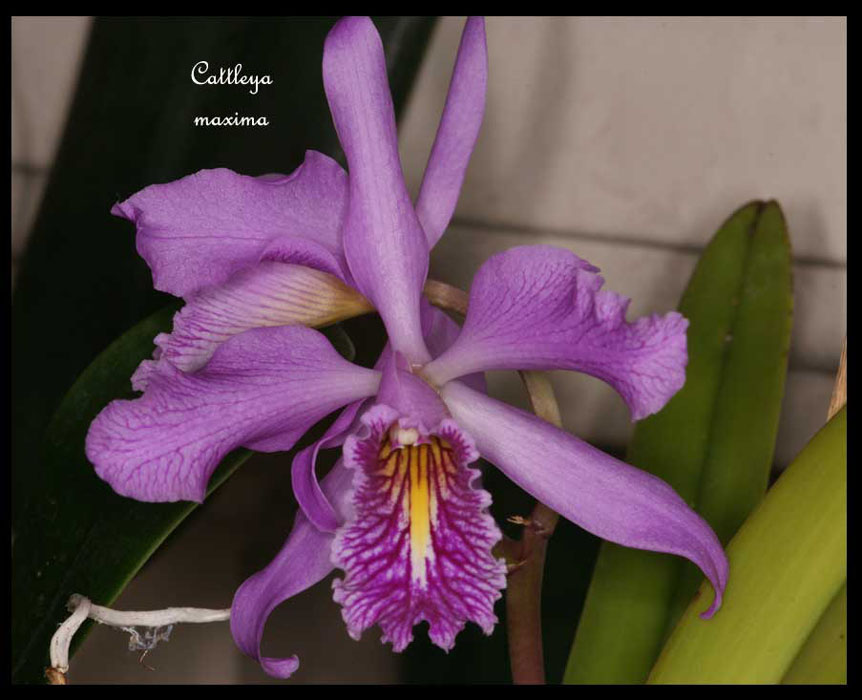 Cattleya-maxima