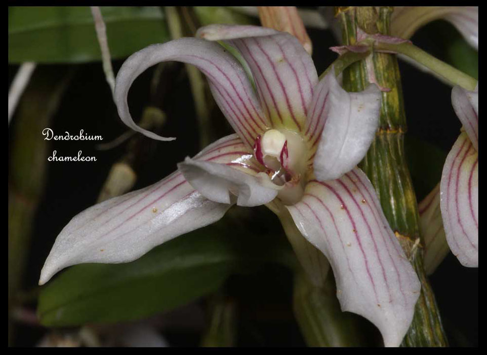 Dendrobium-chameleon