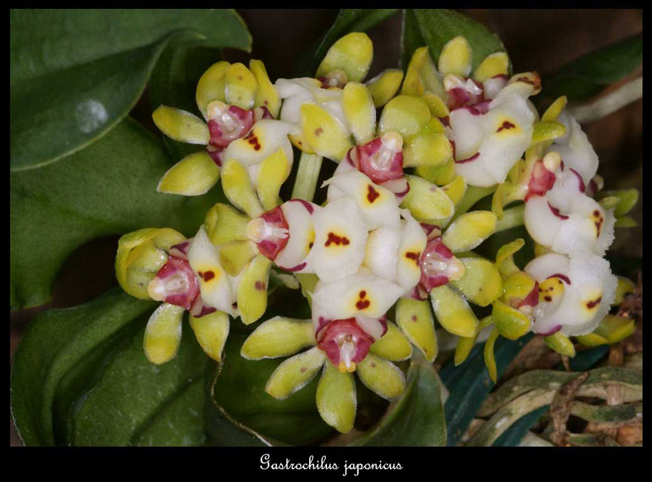 Gastrochilus-japonicus