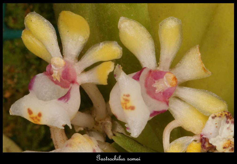 Gastrochilus-somai