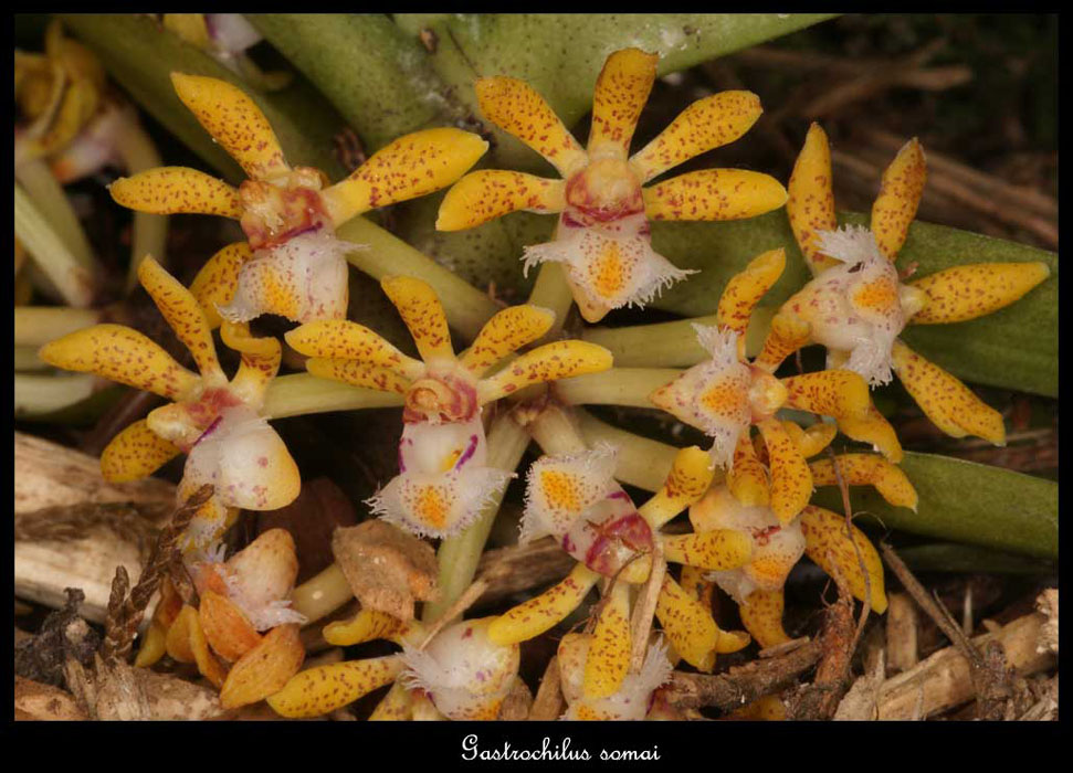 Gastrochilus-somai2