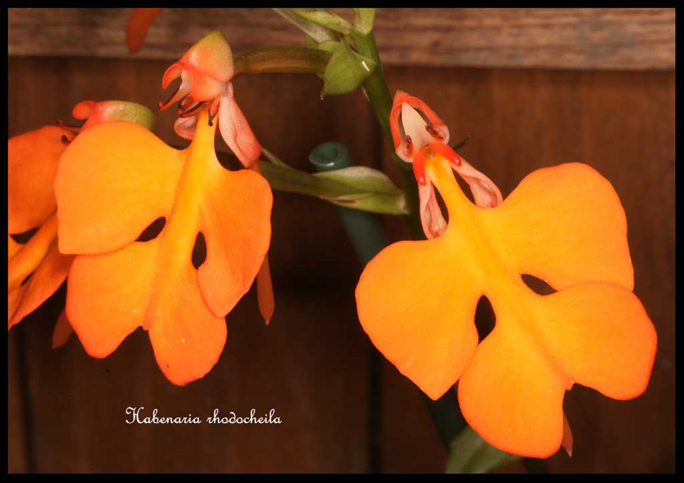 Habenaria-rhodocheila