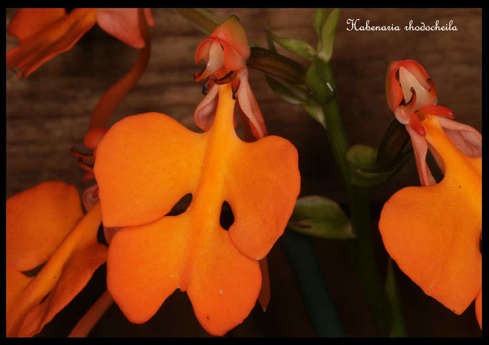 Habenaria-rhodocheila2