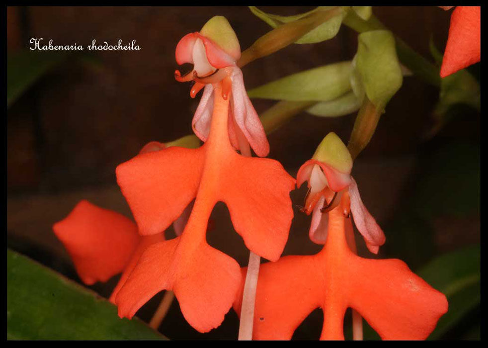 Habenaria-rhodocheila3