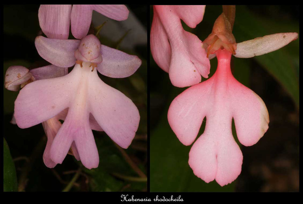 Habenaria-rhodocheila4