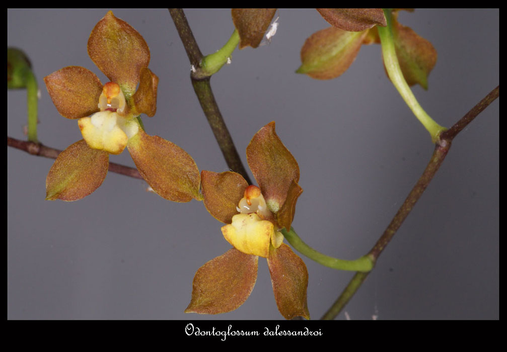 Odontoglossum-dalessandroi