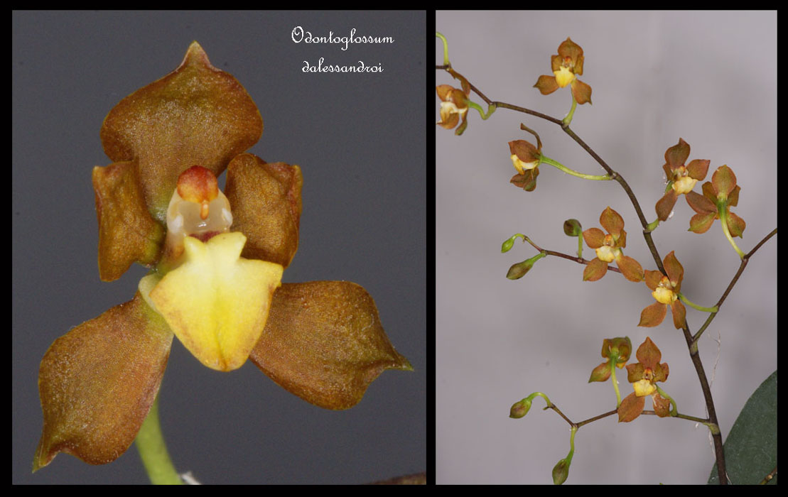 Odontoglossum-dalessandroi2