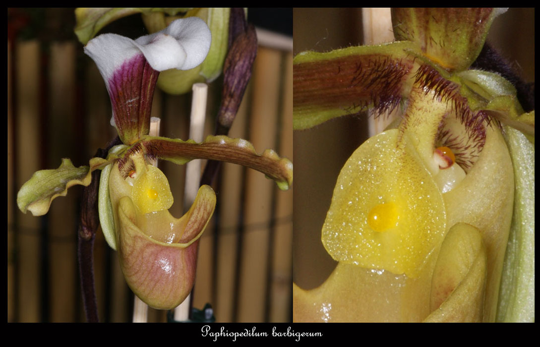 Paphiopedilum-barbigerum