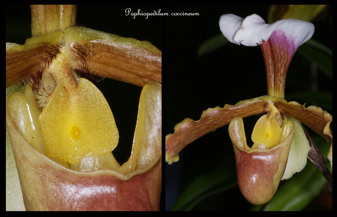 Paphiopedilum-coccineum