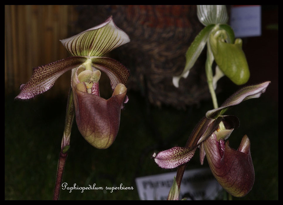 Paphiopedilum-superbiens