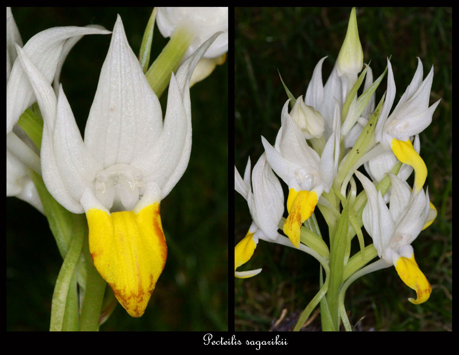 Pecteilis-sagarikii2