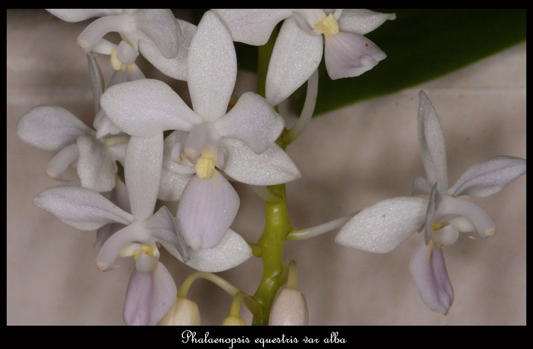 Phalaenopsis-equestris-var-alba