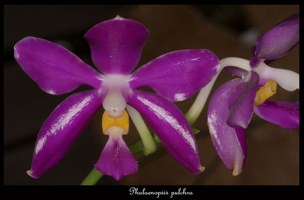 Phalaenopsis-pulchra