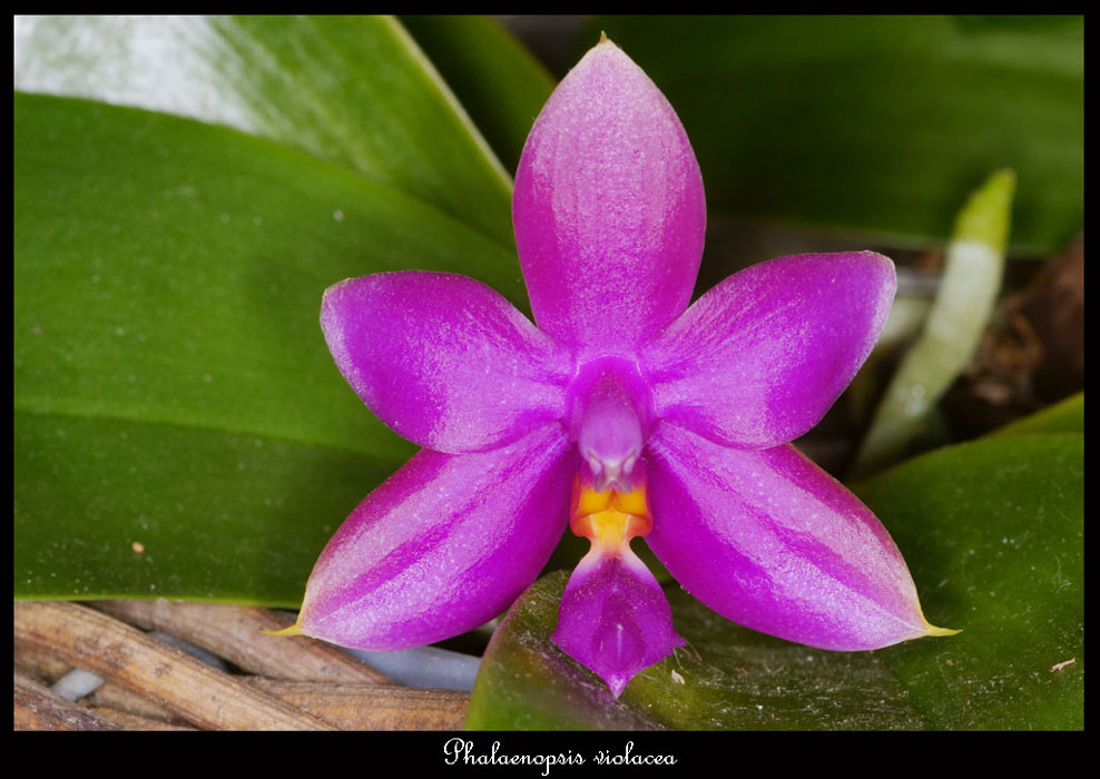 Phalaenopsis-violacea