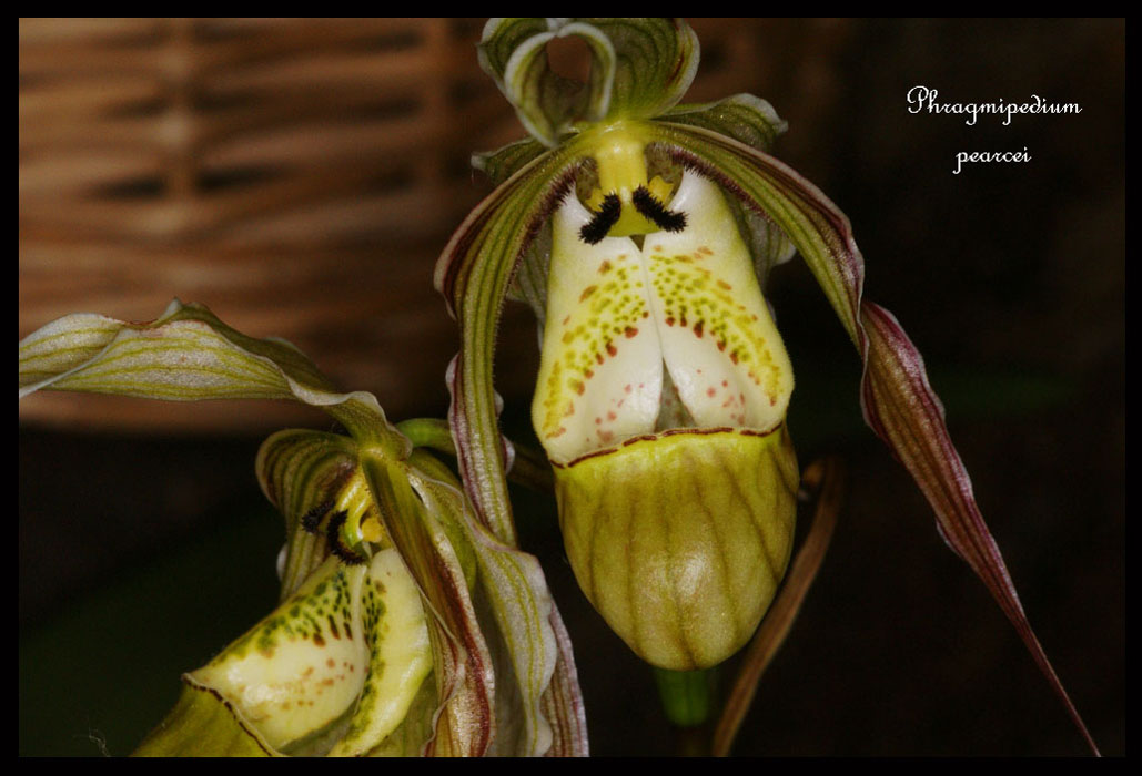 Phragmipedium-pearcei