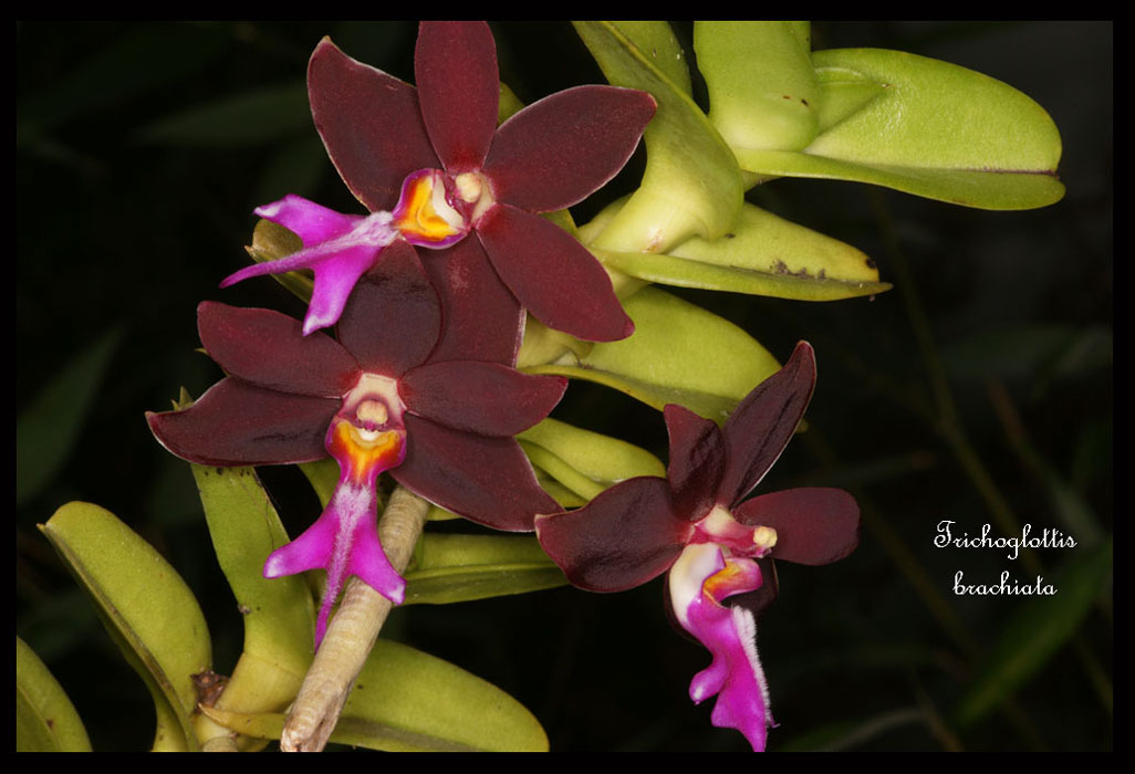 Trichoglottis-brachiata