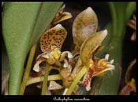 Bulbophyllum-monanthum2