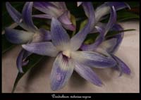 Dendrobium-victoriae-regina