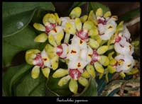 Gastrochilus-japonicus