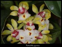 Gastrochilus-japonicus2