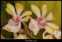 Gastrochilus-somai