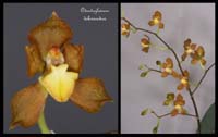 Odontoglossum-dalessandroi2