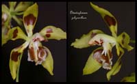 Odontoglossum-polyxanthum