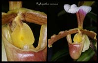 Paphiopedilum-coccineum