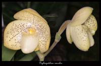 Paphiopedilum-concolor2