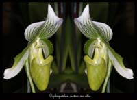 Paphiopedilum-curtisii-var-alba