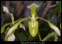 Paphiopedilum-haynaldianum-var-album