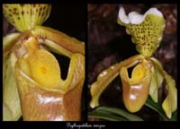 Paphiopedilum-insigne