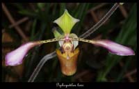 Paphiopedilum-lowi