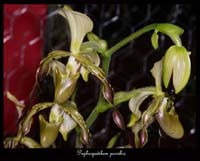 Paphiopedilum-parishii