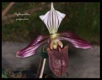 Paphiopedilum-purpuratum