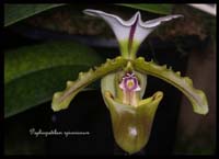 Paphiopedilum-spicerianum