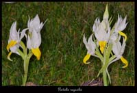 Pecteilis-sagarikii