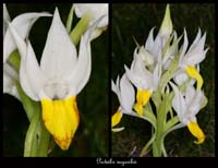 Pecteilis-sagarikii2