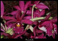 Phaiocalanthe