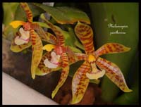 Phalaenopsis-pantherina