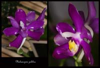 Phalaenopsis-pulchra2