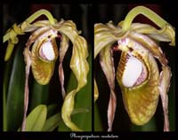 Phragmipedium-caudatum