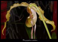 Phragmipedium-caudatum2