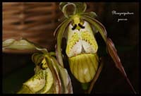 Phragmipedium-pearcei