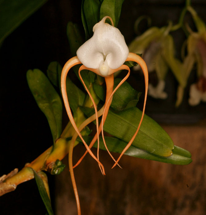 Angraecum germinyanum Lillexpo 101011 (105)